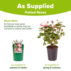 Rose 'Nostalgia' -Gardenista Store 530171 7
