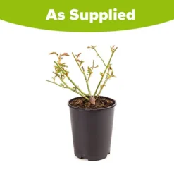 Rose 'Iceberg' -Gardenista Store 530179 2