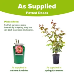 Climbing Rose 'Handel' -Gardenista Store 530184 2