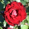 Climbing Rose 'Dublin Bay'