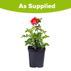 Climbing Rose 'Dublin Bay' -Gardenista Store 530189 1