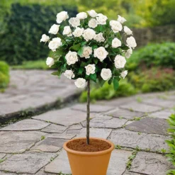 Patio Standard Roses Collection -Gardenista Store 530199 4
