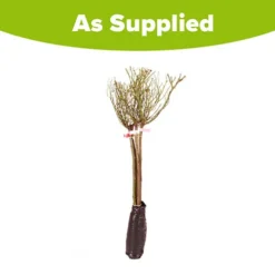 Patio Standard Roses Collection -Gardenista Store 530199 5