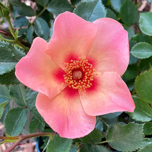 Rose Of The Year 2015 'For Your Eyes Only' 3 Rose Of The Year 2015 'For Your Eyes Only' - Image 3