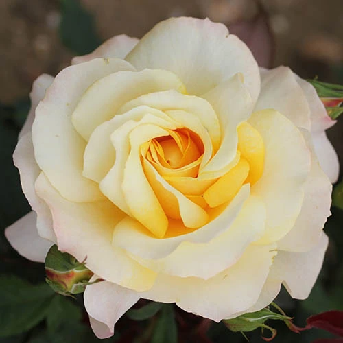 Rose Of The Year 2016 'Sunny Sky' 1 Rose Of The Year 2016 'Sunny Sky'
