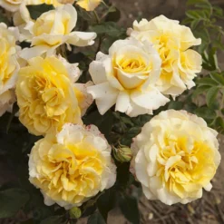 Rose Of The Year 2016 'Sunny Sky' 5 Rose Of The Year 2016 'Sunny Sky' -Gardenista Store 530220 2