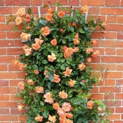 Rose 'Scent From Heaven' -Gardenista Store 530239 2