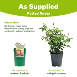 Rose 'Scent From Heaven' -Gardenista Store 530239 3