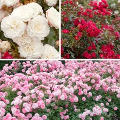 'Classic' Groundcover Rose Collection