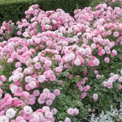'Classic' Groundcover Rose Collection 7 'Classic' Groundcover Rose Collection -Gardenista Store 530247 2