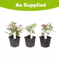 'Classic' Groundcover Rose Collection 9 'Classic' Groundcover Rose Collection -Gardenista Store 530247 4