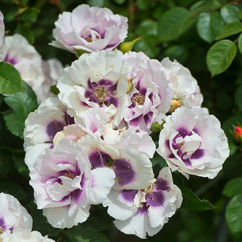 Rose 'Eyes For You' 2 Rose 'Eyes For You' - Image 2