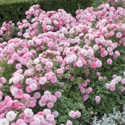 6 X Groundcover Roses -Gardenista Store 530262 2