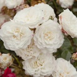 6 X Groundcover Roses -Gardenista Store 530262 3