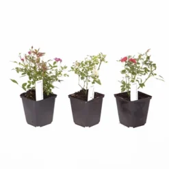 6 X Groundcover Roses -Gardenista Store 530262 4