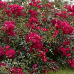 6 X Groundcover Roses -Gardenista Store 530262 5
