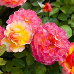 Rose Gorgeous 12 Rose Gorgeous -Gardenista Store 530311 4