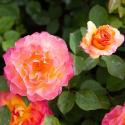 Rose Gorgeous 13 Rose Gorgeous -Gardenista Store 530311 5