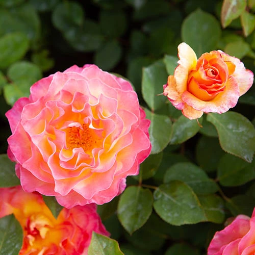 Rose Gorgeous 6 Rose Gorgeous - Image 6