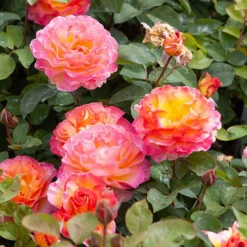 Rose Gorgeous 14 Rose Gorgeous -Gardenista Store 530311 6