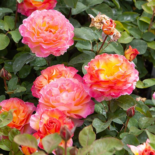 Rose Gorgeous 7 Rose Gorgeous - Image 7