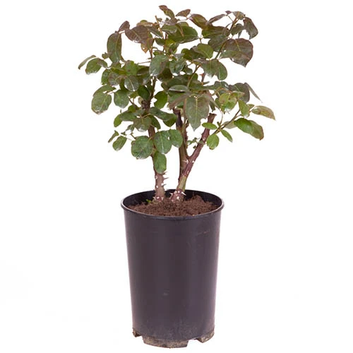 Rose Gorgeous 8 Rose Gorgeous - Image 8