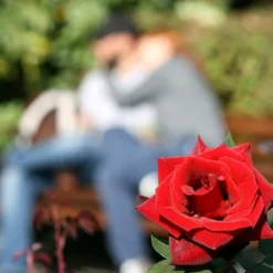 Gardenista Store -Gardenista Store 530312 1