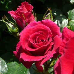 Rose Of The Year 2018 'Lovestruck' 5 Rose Of The Year 2018 'Lovestruck' -Gardenista Store 530312 2
