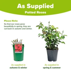 Rose 'Raspberry Ripple' (Papageno) 5 Rose 'Raspberry Ripple' (Papageno) -Gardenista Store 530345 2