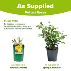 Rose 'Climbing Arthur Bell' 5 Rose 'Climbing Arthur Bell' -Gardenista Store 530362 2