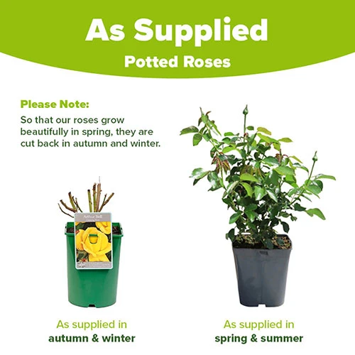 Rose 'Climbing Arthur Bell' 3 Rose 'Climbing Arthur Bell' - Image 3