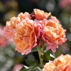Rose 'Marie Curie' -Gardenista Store 530434 2