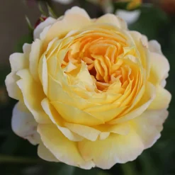 ROTY 2021 Rose 'Belle De Jour' -Gardenista Store 530478 4
