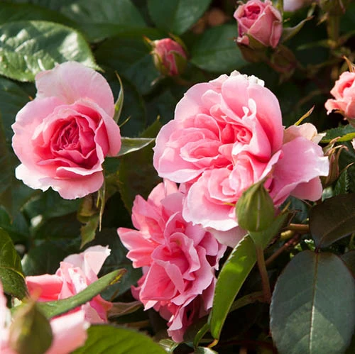 Rose 'You're Beautiful' 1 Rose 'You're Beautiful'