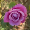 Rose 'Harry Edland'