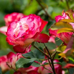 Rose 'Double Delight' -Gardenista Store 530527 2