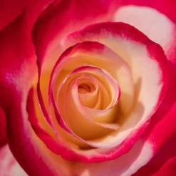 Rose 'Double Delight' -Gardenista Store 530527 3