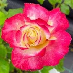 Rose 'Double Delight' -Gardenista Store 530527 4