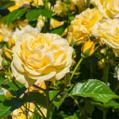 Rose 'Sweet Memories'