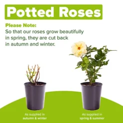 Rose Climbing Compassion -Gardenista Store 530571 2