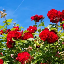 Rose The Prince's Trust -Gardenista Store 530586 2