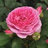 Rose 'Platinum Jubilee'