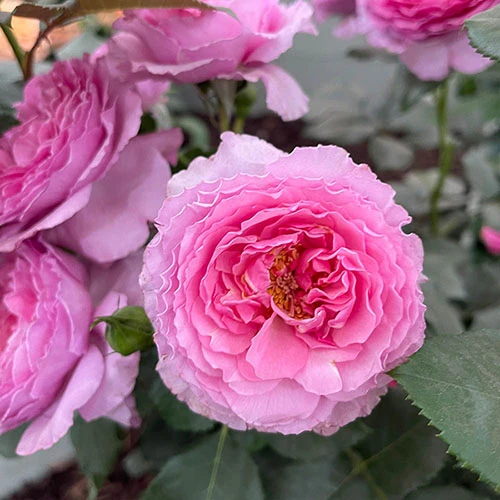 Rose 'Platinum Jubilee' 3 Rose 'Platinum Jubilee' - Image 3