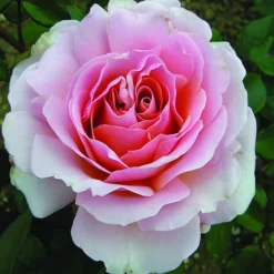 The Queen Elizabeth II Rose