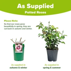 Rose 'Blue Moon' -Gardenista Store 530723 2