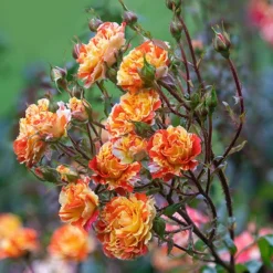 Rose Oranges And Lemons Papagena -Gardenista Store 530737 2