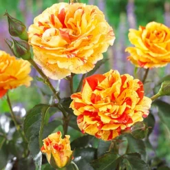 Rose Oranges And Lemons Papagena -Gardenista Store 530737 4