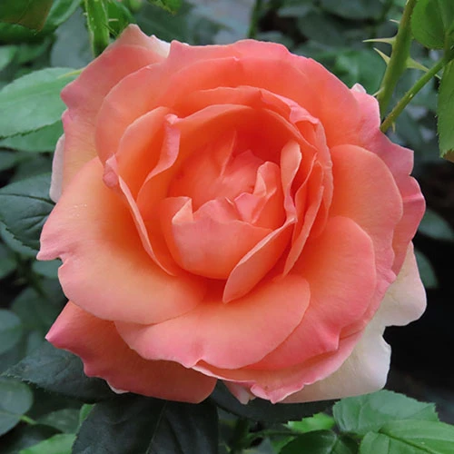 Rose Lady Marmalade ® 1 Rose Lady Marmalade ®
