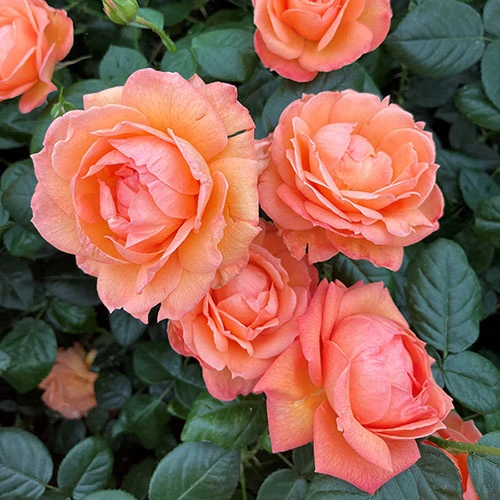 Rose Lady Marmalade ® 2 Rose Lady Marmalade ® - Image 2