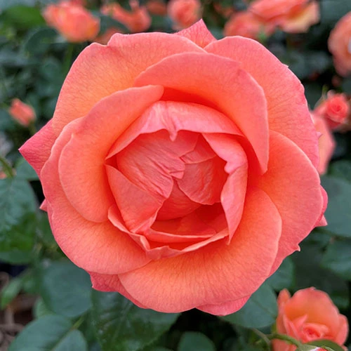 Rose Lady Marmalade ® 3 Rose Lady Marmalade ® - Image 3